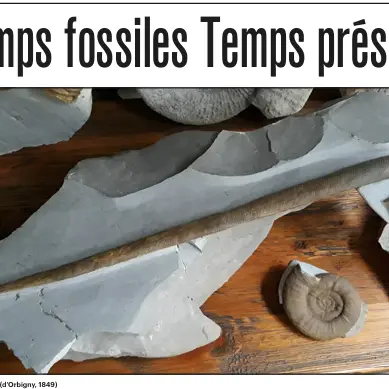 Visite exposition Temps fossiles - Temps présent_La Palud-sur-Verdon