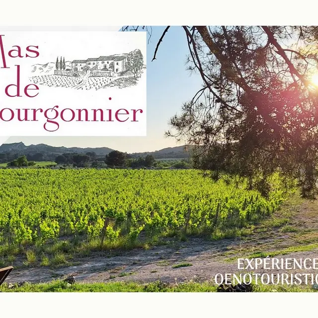 Visite d'un domaine viticole - Mas de Gourgonnier_Mouriès_programme 2025
