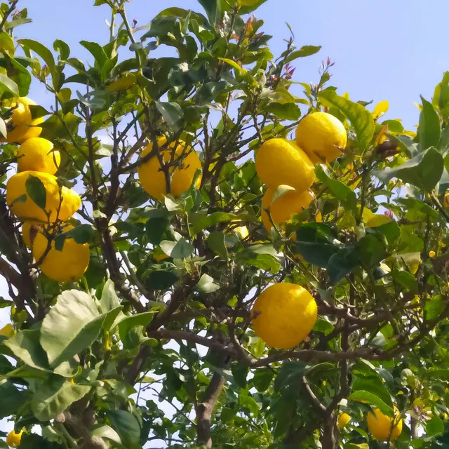 Citronniers