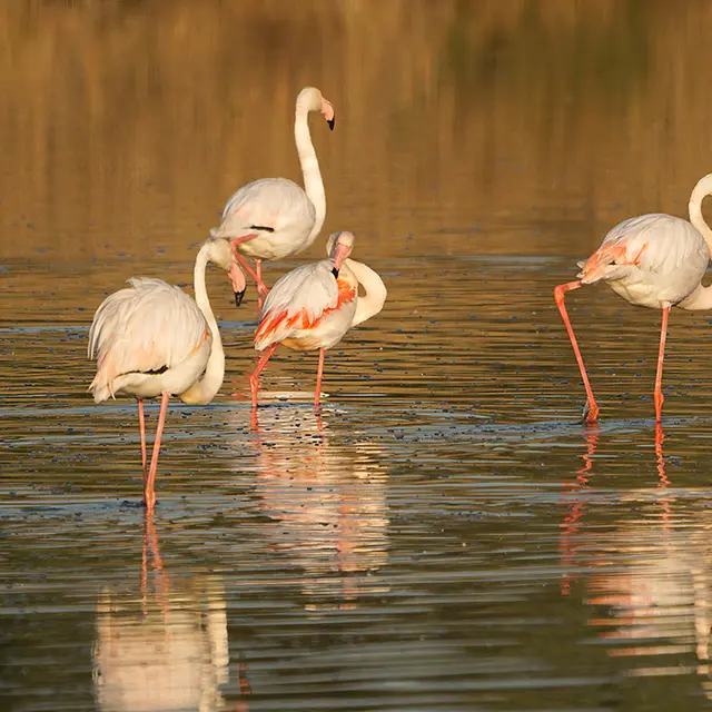 Éco-balade : Rassuen, refuge d'oiseaux entre ciel et étang_Istres