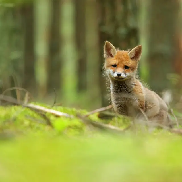 Au labo du Château : À pas feutrés_Sallanches