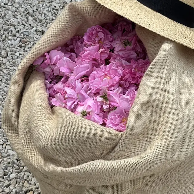 Grasse : Visite et récolte de la fleur dans un domaine historique_Grasse