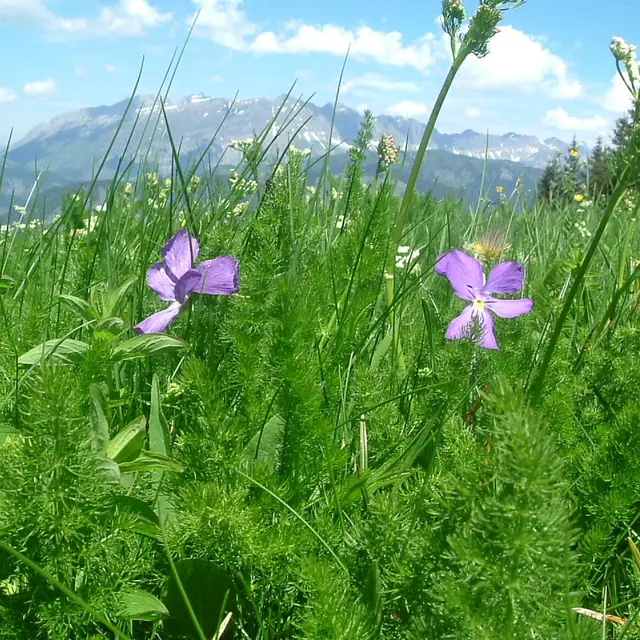 Fleurs et Montagnes