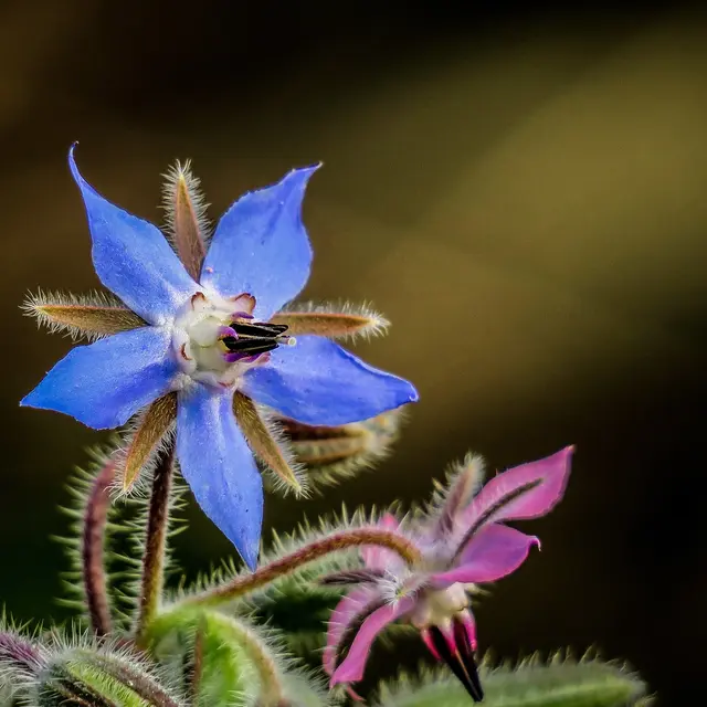 Marche, bien-être et cueillette_Saint-Jean-de-Galaure