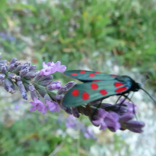 Sortie découverte de l'entomologie