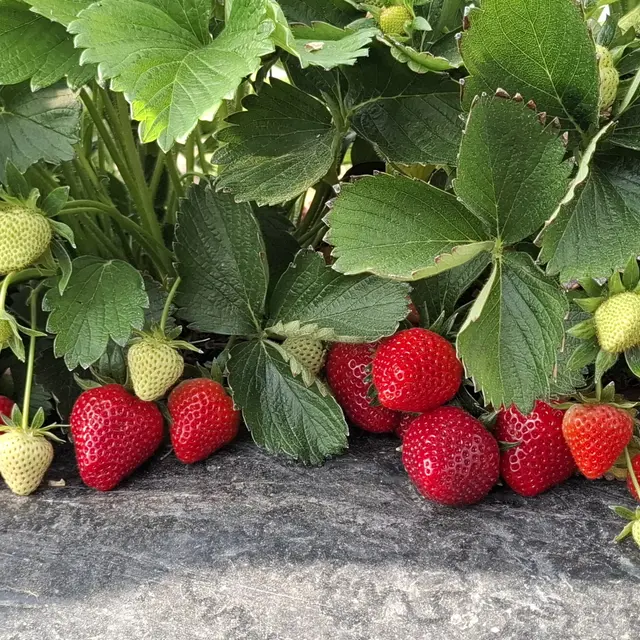 GAEC Sainte Eulalie_Montjoi