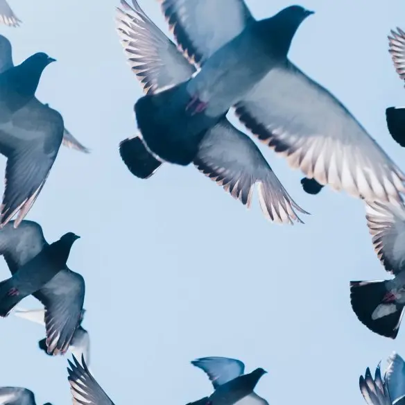 Animation - Sortie ornithologique au parc de la Légion d'honneur_Saint-Denis