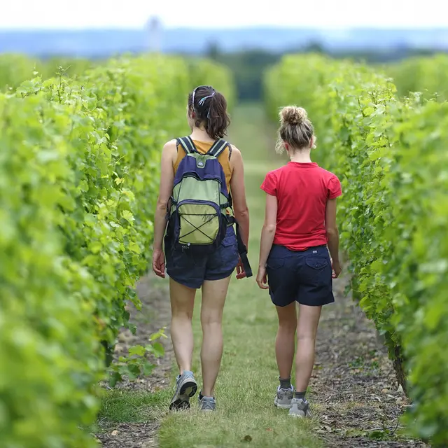 Domaine de la Tuffière