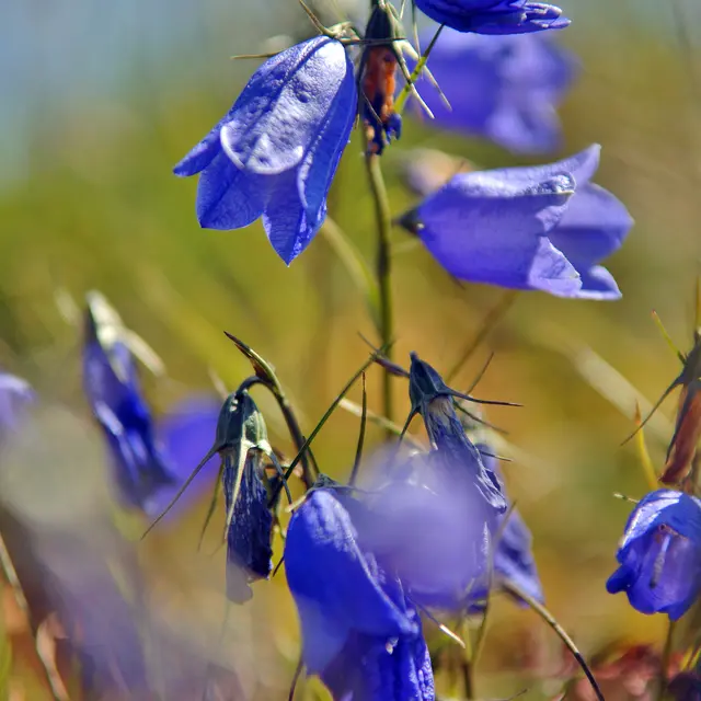 Flore Val d'Arly