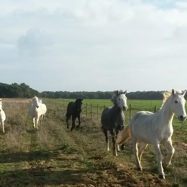Haras des Evières