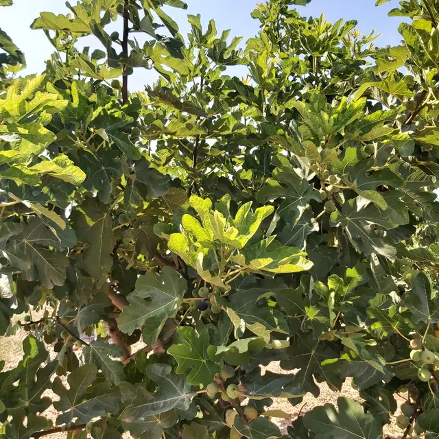 Hélène SALTETTO_Solliès-Pont