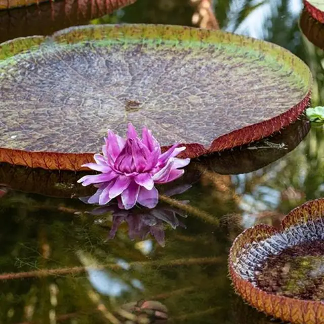Secret des jardins botaniques: cultiver et préserver la flore exotique_Menton