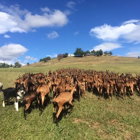 Les chèvres d'Arzeliers