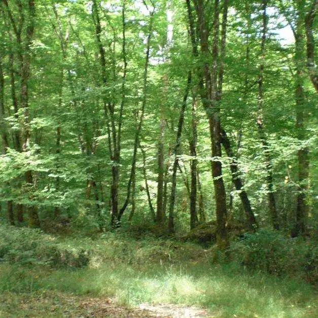 Balade en forêt de Branviel_Ytrac