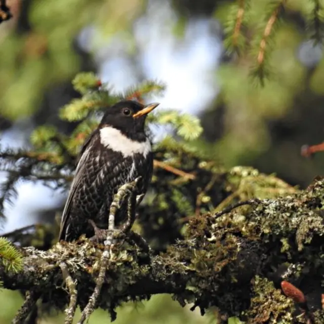 Biodiversité den Vallée Verte_Bellevaux