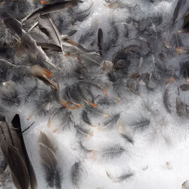 plume jeu qui est passé par ici