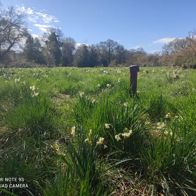 Prairies humides de la Brague