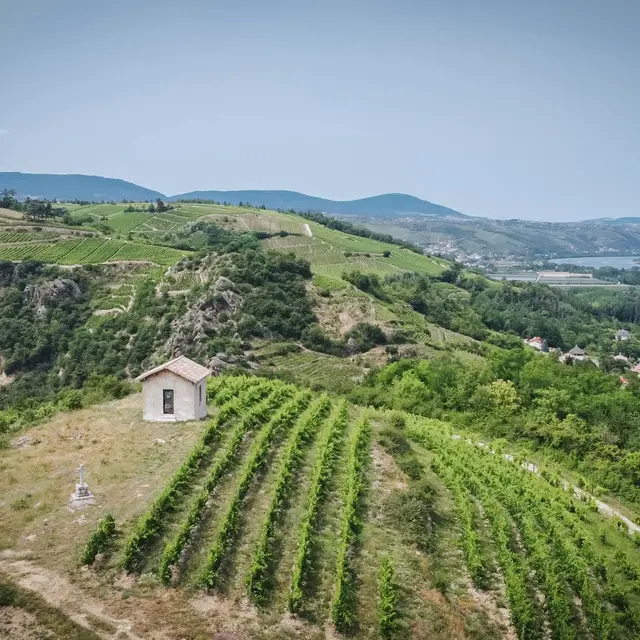 Brunch Vigneron au Domaine Anthony Paret_Saint-Pierre-de-Boeuf