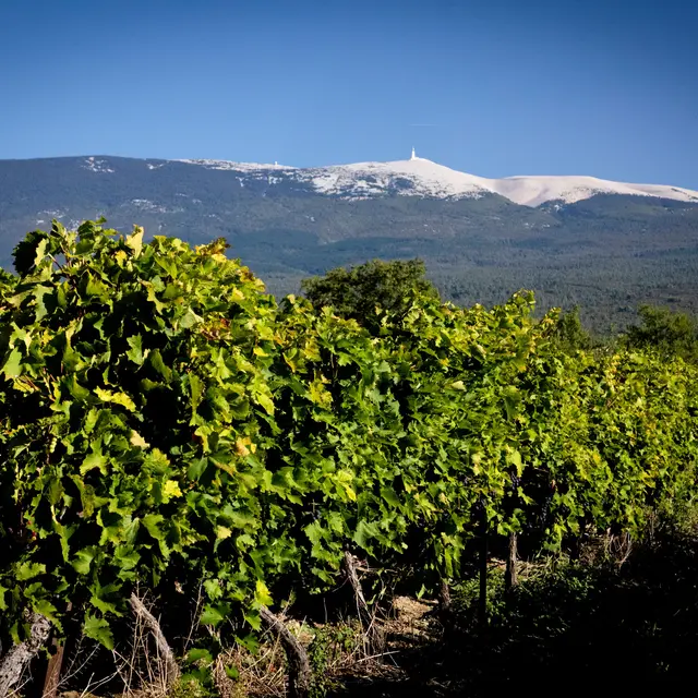 Fascinant Weekend : Découverte d'un chai en biodynamie à la Cave TerraVentoux