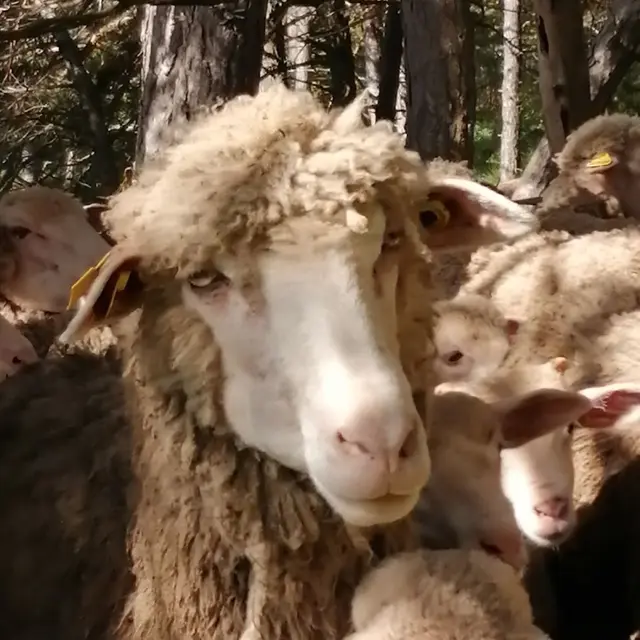 GAEC de Campi : Laine mérinos et produits dérivés, et viande d'agneau_Saorge