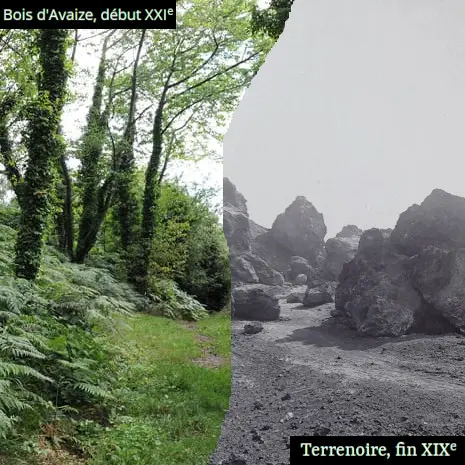 De la mine à la forêt