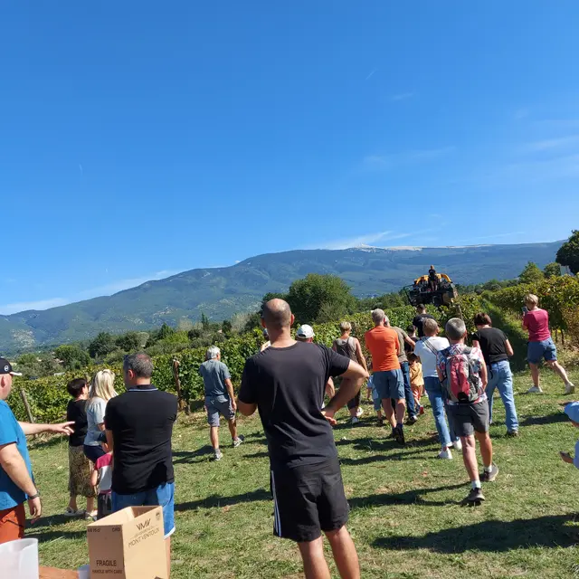 Festival Ventoux Saveurs : Vendanges de notre parcelle pédagogique VMV_Bédoin