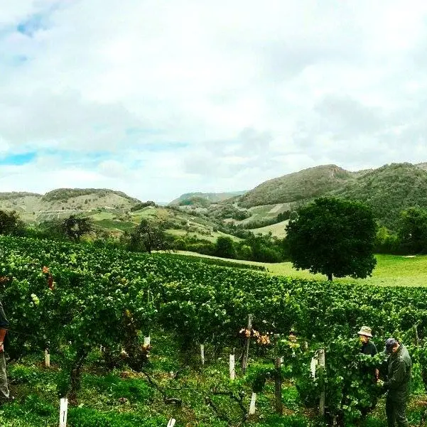 Caveau Bertrand-Chapel à Boyeux-Saint-Jérôme