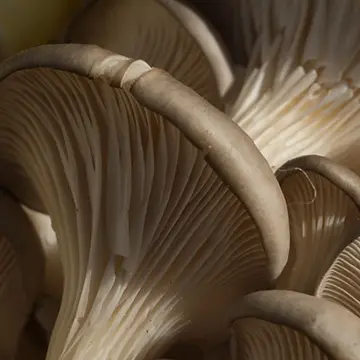 Champignons - Pleurotes