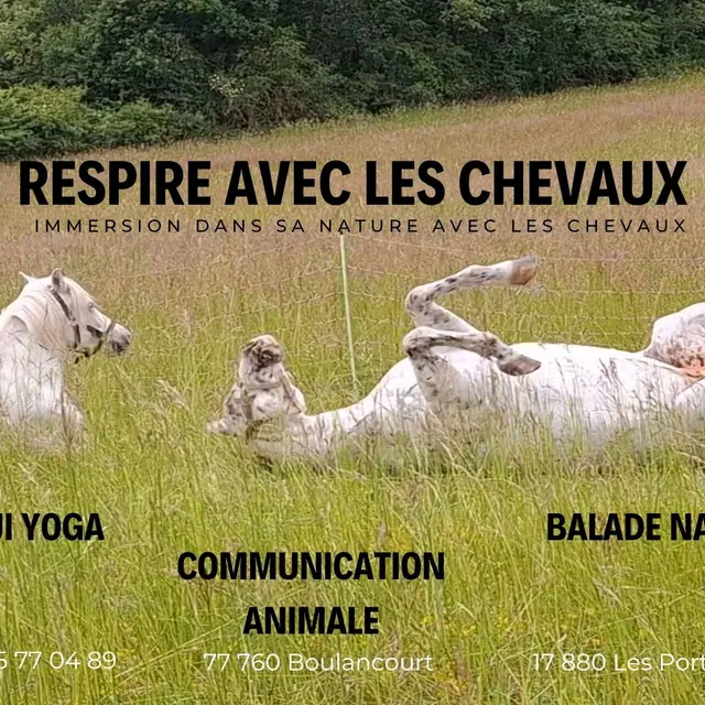 Communication Médiée par le Cheval