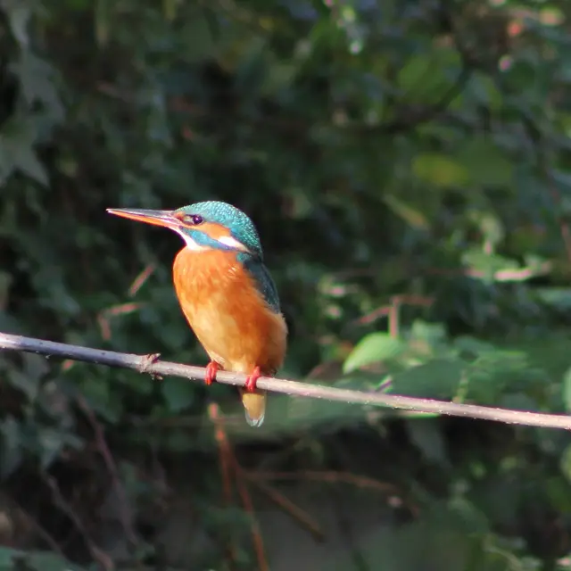 Visites commentées des canaux_Valence