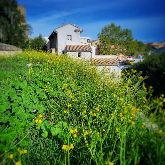 Balade thématique sur les plantes sauvages_Roquemaure