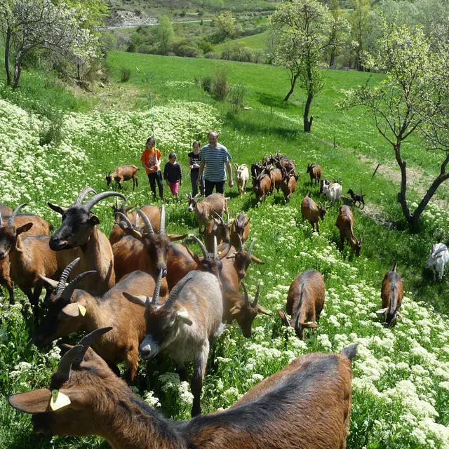 Visite de la ferme découverte Les Jassines
