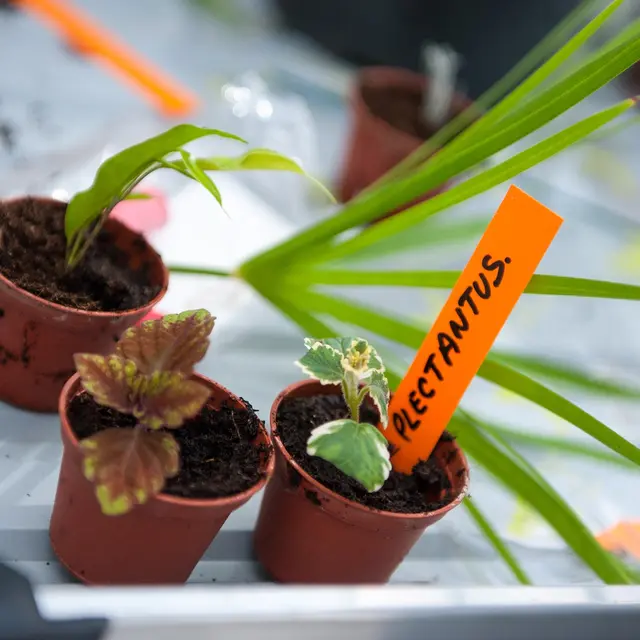 Atelier Apprendre à reconnaître et à récolter les graines_Annecy