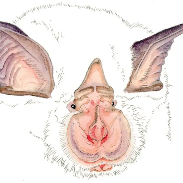 A la découverte des chauves-souris de l'Eglise d'Entraunes_Entraunes