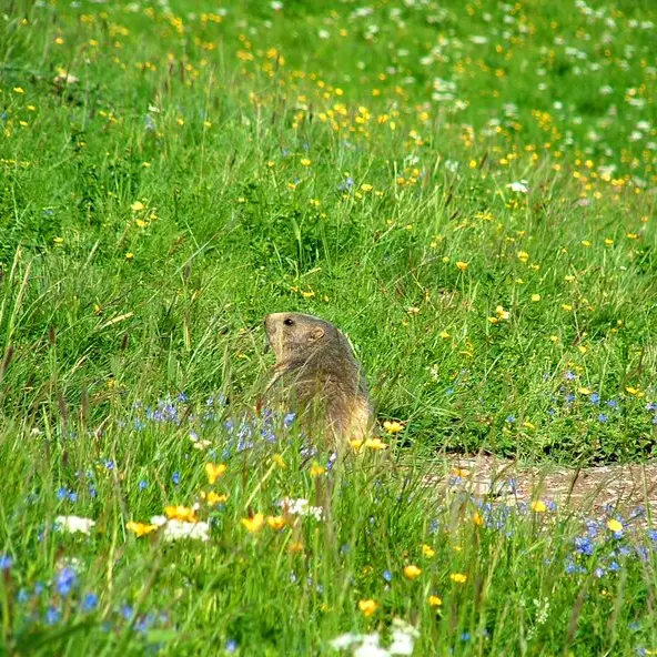 Marmotte