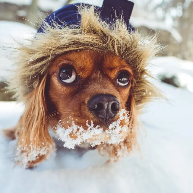 Chien mignon dans la neige - Val Dogs à Val-d’Isère