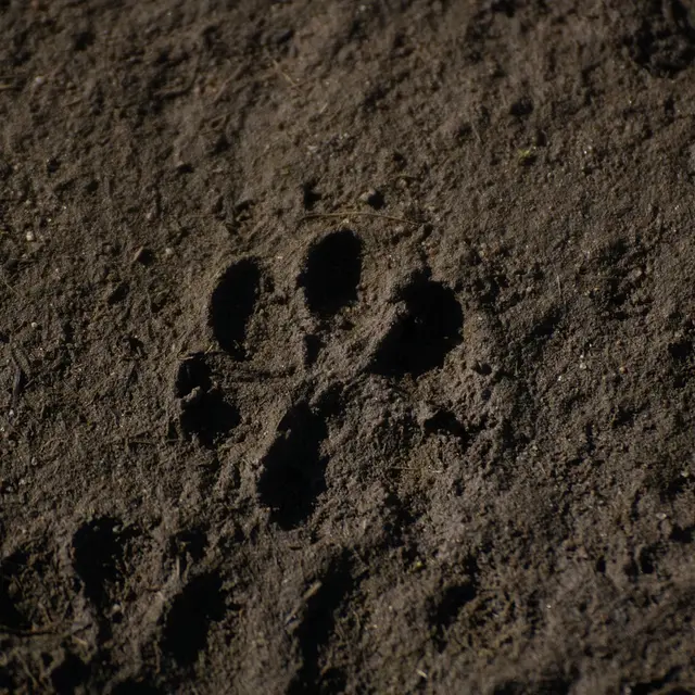 Découverte de la faune et des traces_Corbonod