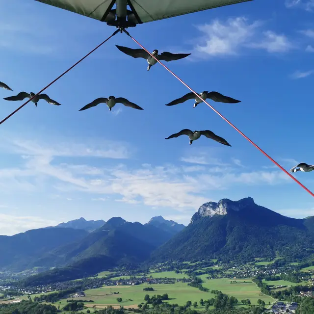 Vol unique avec oiseaux migrateurs