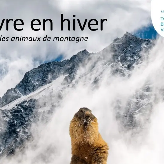 Projection du film Survivre en hiver, le secret des animaux de montagne_Les Saisies