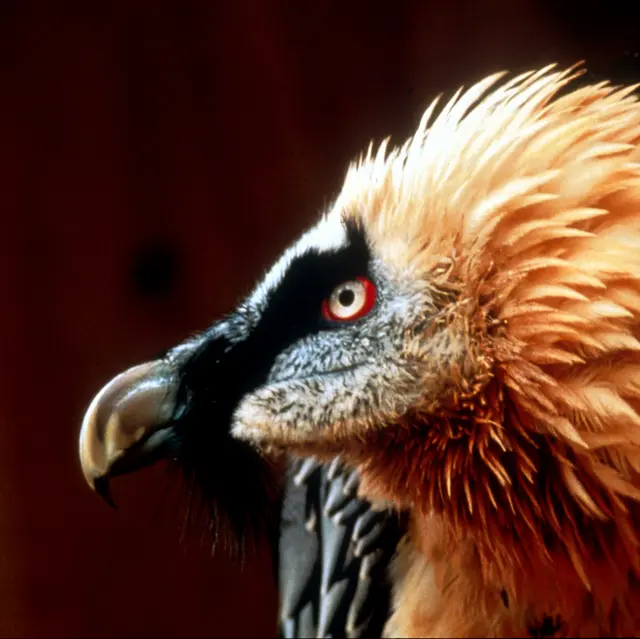 Découverte du Gypaète_Sallanches