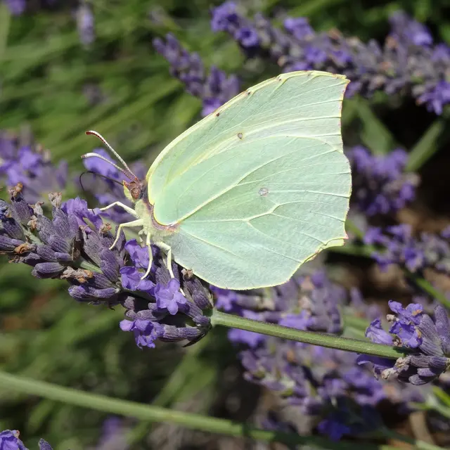 Conférence : Lavandes d’ici et d’ailleurs  _La Londe-les-Maures