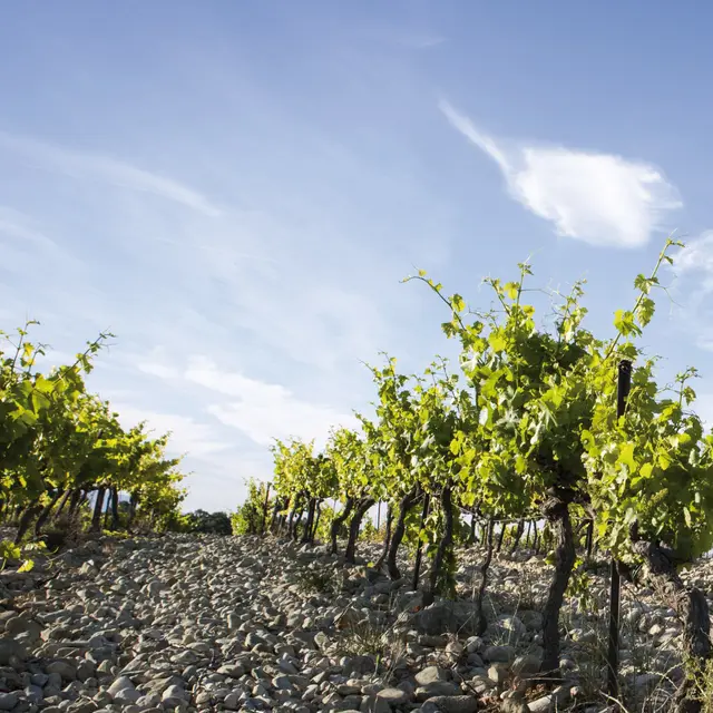 Vignobles la Florane et l’Echevin_Visan