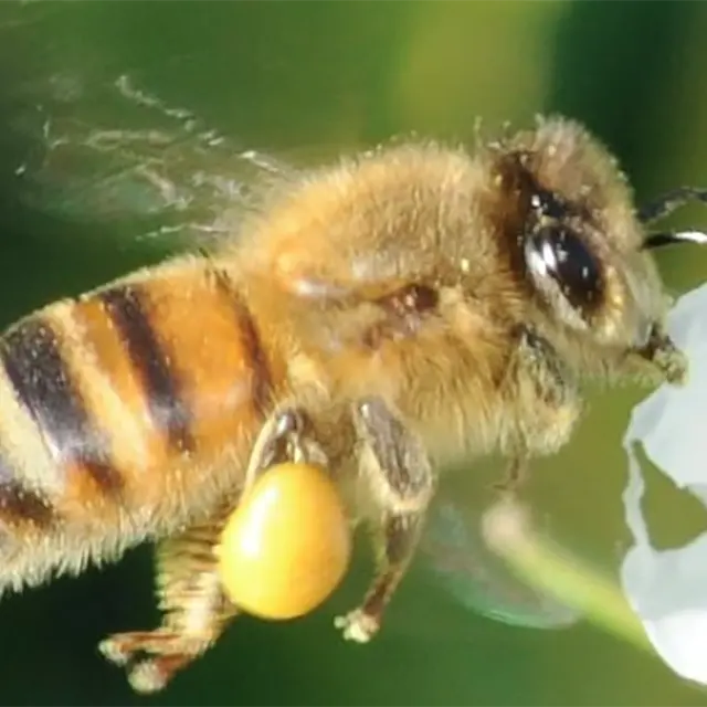 Les Ruchers de Puget-Ville_Puget-Ville