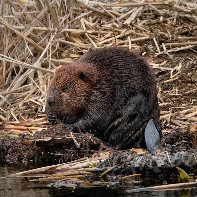 Castor