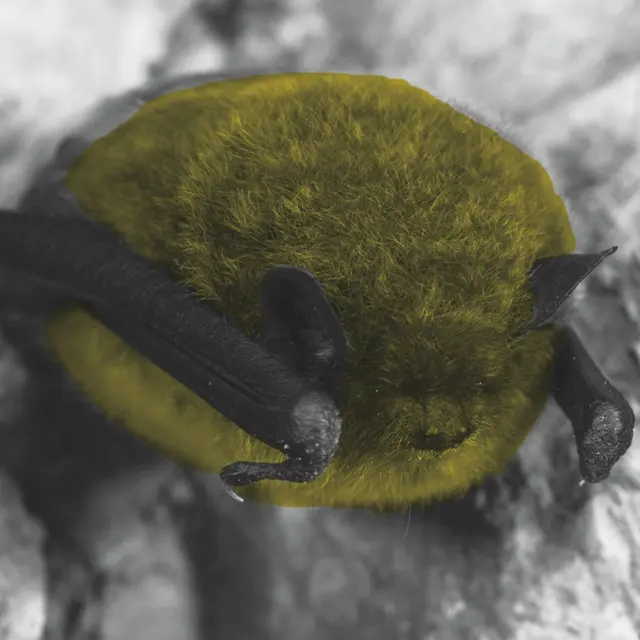 Explorer le monde des chauves-souris_Moustiers-Sainte-Marie