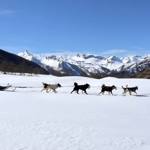 Banquise Traîneau, chiens de traîneau à Saint-Paul-sur-Ubaye