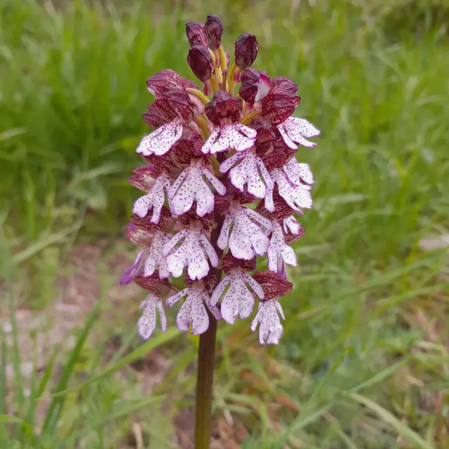 Orchis purpurea