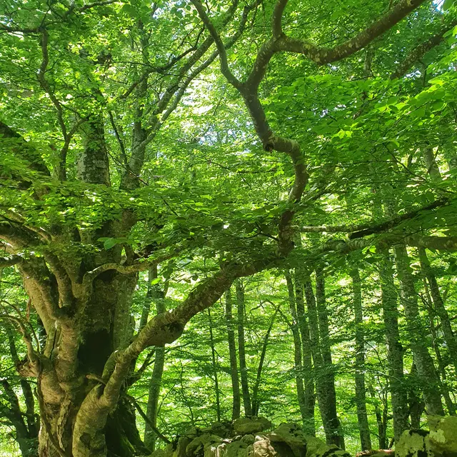 Séjour Retrouvance® Jeûne Hydrique et Nature_Aspres-sur-Buëch
