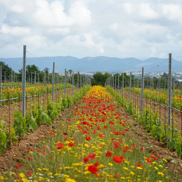 Domaine des planes