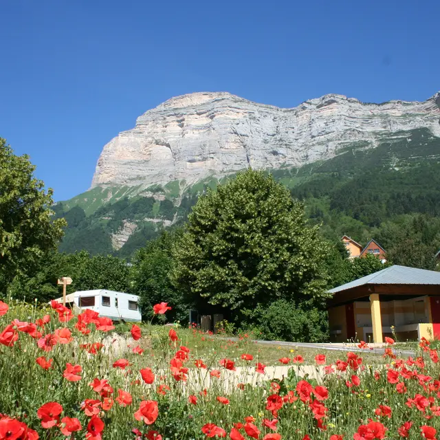 Coquelicots